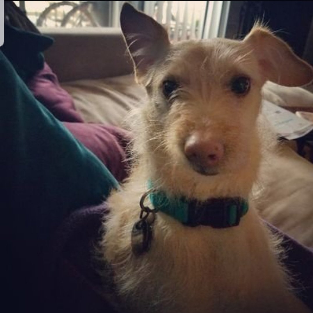 GovernorTheDog's tweet photo. I woke up like dis.
#iwokeuplikethis #IWokeUpLikeDis #Woke #WokeBitches #HellaFly #GovernorTheDog #GovTheDog #dogsoftwitter #DogLife #GovsLife #muttlife #muttsoftwitter #doggosoftwitter #pooper #pupperoni #seriousdog #DogModel #RescueDog #AdoptDontShop #NoButtLeftUnsniffed https://t.co/4VYAN8QhDr