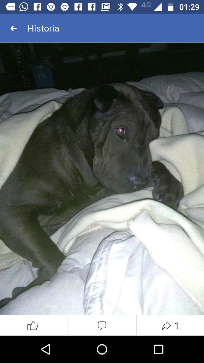 AbandonadosZero's tweet photo. @lawera33 #sebusca #sharpei #chocolate #cafe #cola #enroscada #rizada #china de #cochino extraviado #cdmx #Cuauhtémoc cel 5520021307 https://t.co/IFphbxWfer
