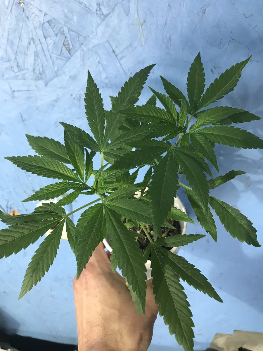 twansbalter's tweet photo. Snow kush old school kush https://t.co/d0jvJTDaRL