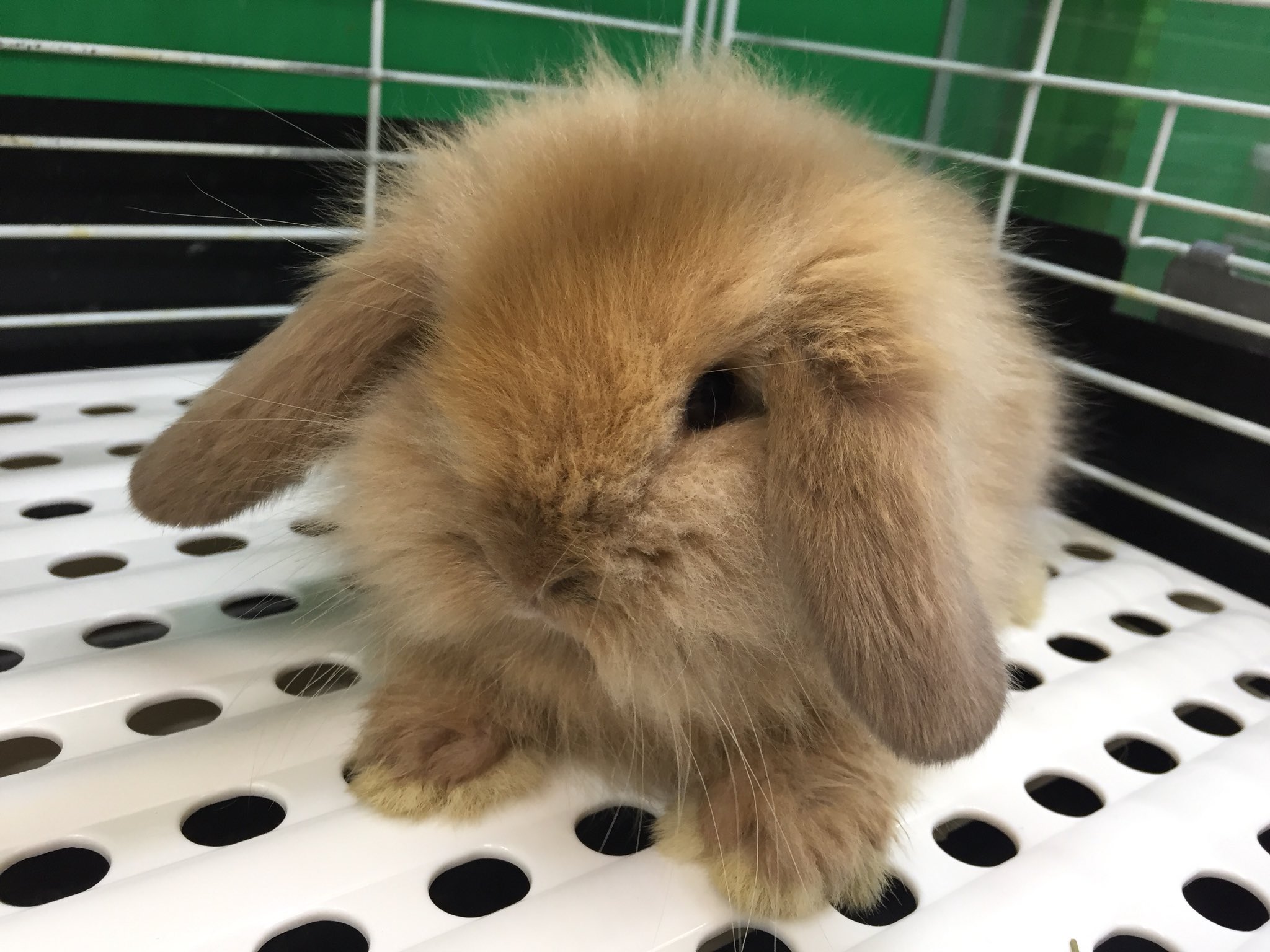 Aqua Animal Freedom アクア アニマル フリーダム ウサギも入荷てす ミニロップ ミニロップイヤー ロップイヤー T Co Src4rlsxst Twitter