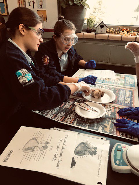 SPSTigers's tweet photo. Eighth graders dissect a mammal heart in science lab this week. #Science #HandsOnLab #ScienceLab #JuniorHigh https://t.co/fEc7M379yl