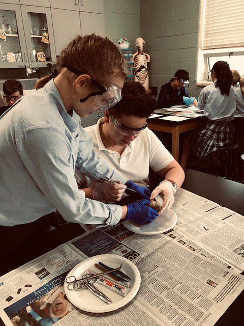 SPSTigers's tweet photo. Eighth graders dissect a mammal heart in science lab this week. #Science #HandsOnLab #ScienceLab #JuniorHigh https://t.co/fEc7M379yl