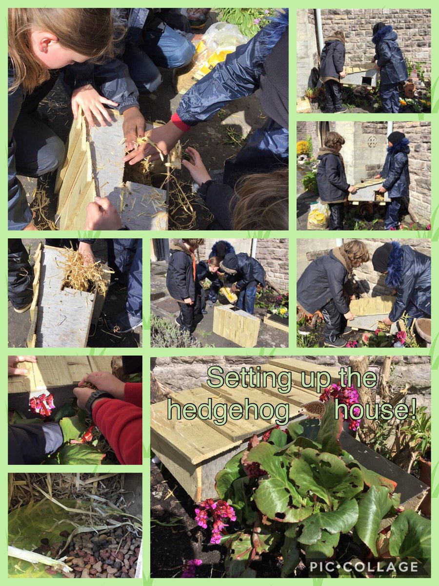 As part of their Action Plan Yr 5 & 6 Eco Councillors collaborated with @MoorlandPrm to set up a hedgehog 🦔 box at @Cardiff_GandS this afternoon @HedgehogHelpSEW #WalesOutdoorLearningWeek Great Teamwork!