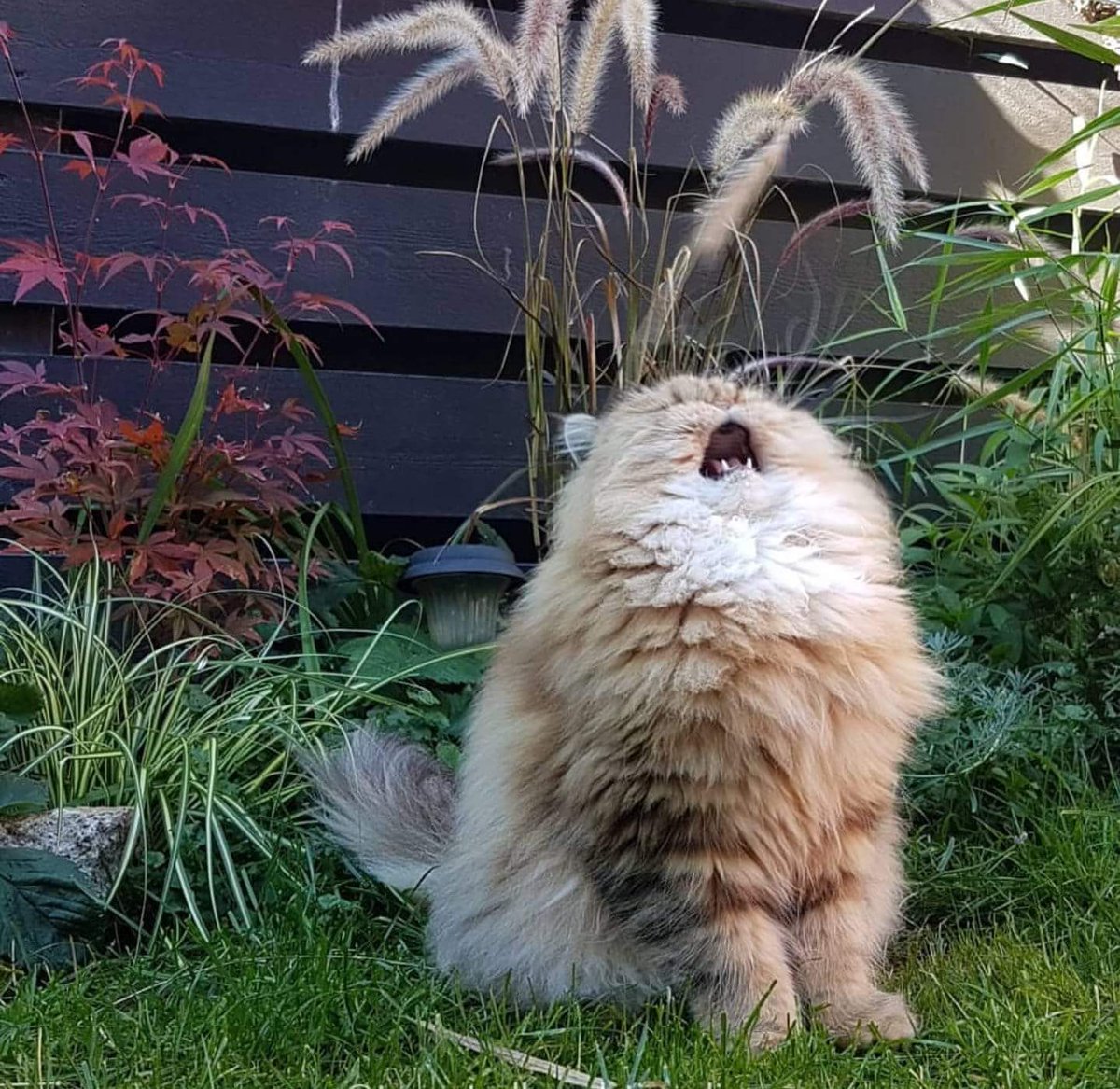 squeaky roar cat.