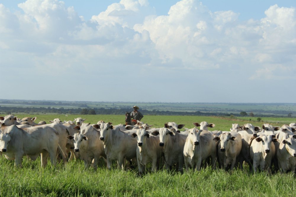 AgenciaFAPESP's tweet photo. Integração Lavoura-Pecuária aumenta rentabilidade e diminui emissões: resultados de projeto com cientistas brasileiros e britânicos mostra que sistema agrícola consorciado favorece o meio ambiente, melhora a qualidade do solo e a produtividade na pecuária. https://t.co/GT2QcpWqp8 https://t.co/kmw24aX4OT