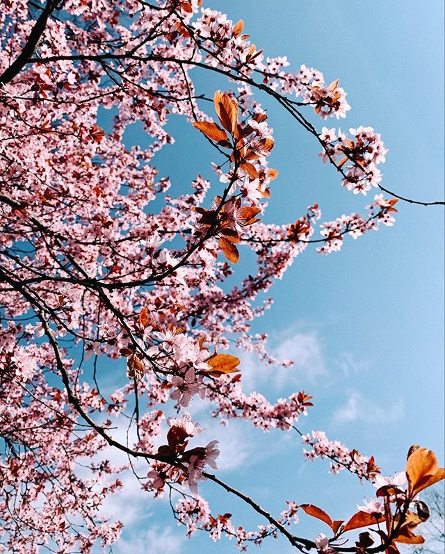 stilinberlin's tweet photo. Waded through the flood of opening announcements and filtered out the new restaurants we should all try this #springinberlin - Click the link in bio to see if you agree 🌸🌸🌸 https://t.co/wVQVafItDu https://t.co/9KeFW89rk5