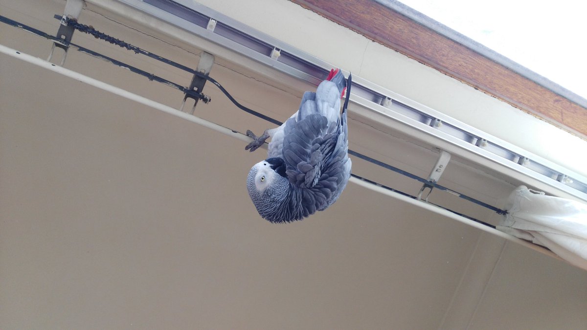 cnelson1884's tweet image. 