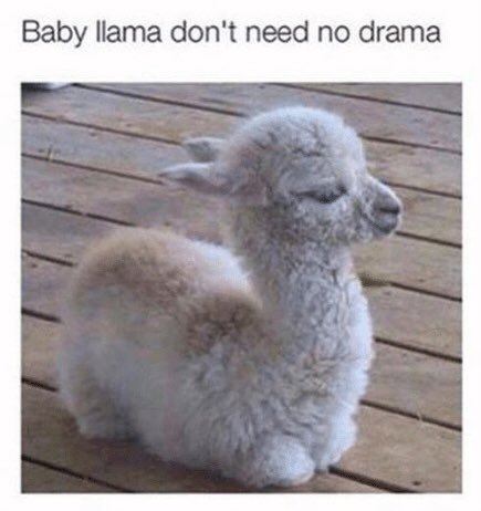 caligalmags's tweet photo. @thephotoist Oh fuck them. People love fucking drama… like we don’t have enough going on in our country, right? Keep on keeping on, and welcome to the baby llama tribe. 😏 #GotYourBackJack 💯 https://t.co/kc6Lo0X6Uw