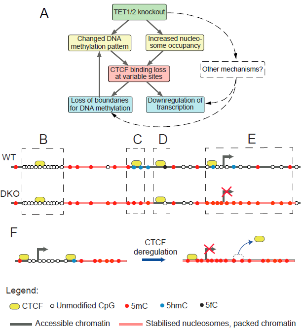 DNA (de)methylation in embryonic stem cells controls CTCF-dependent chromatin boundaries [Laura Wiehle <a href="/geejaytee/">Graeme Thorn</a> Güenter Raddatz <a href="/chrsclrksn/">Chris Clarkson</a> <a href="/dkfzEpigenetics/">DKFZ Epigenetics</a> <a href="/KarstenRippe/">Karsten Rippe</a> Achim Breiling <a href="/TeifLab/">Teif Lab</a>] genome.cshlp.org/content/early/…
5hmC loss &gt; nuc gain &gt; CTCF loss &gt; 5mC spreading &gt; gene↓