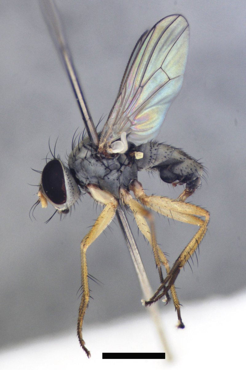 🐝 NHM Bees 🐝 tweet media