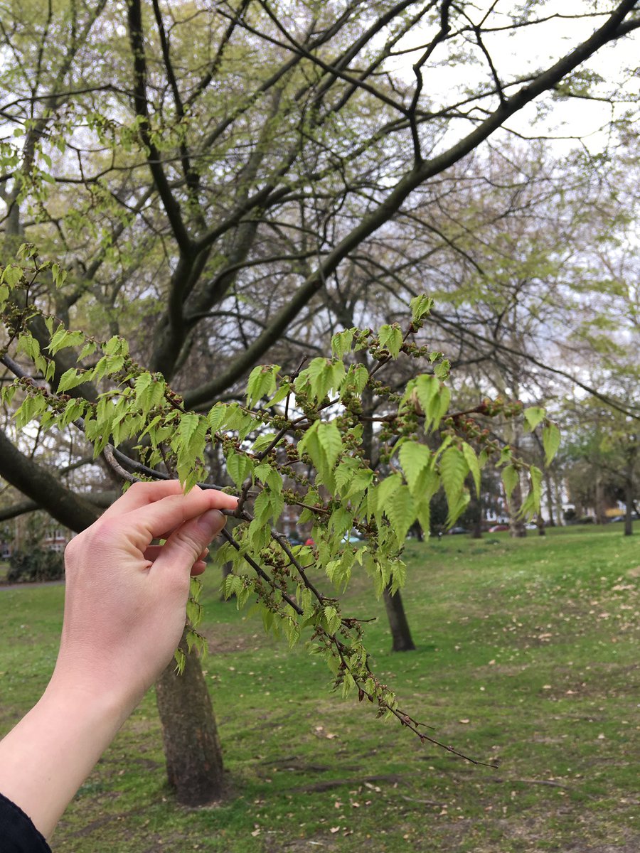 walkinglantern's tweet image. Another tree that I couldn’t identify was this one with tiny pointy serrated leaves. Could it be a Nettle leafed tree? #leafID