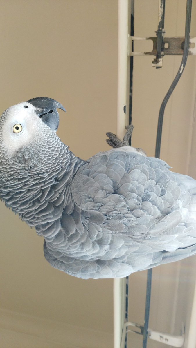 cnelson1884's tweet image. 