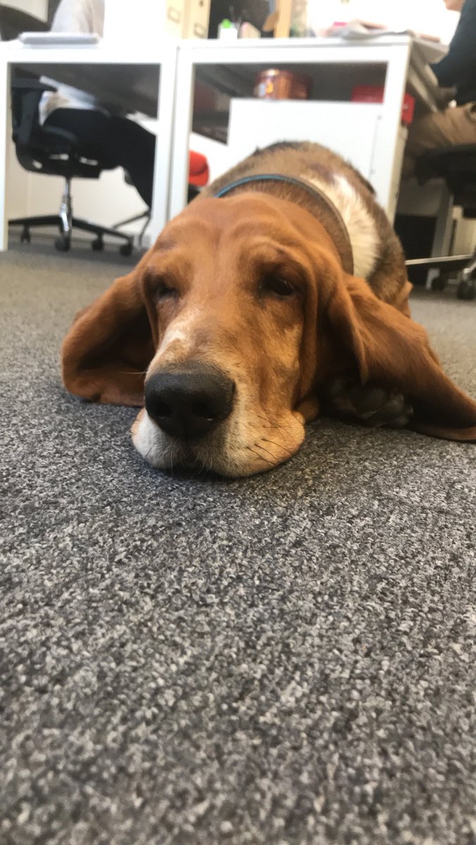 FarrerKane's tweet photo. Hardworking team member Dudley isn’t impressed with today’s @Telegraph article by Shane Watson that argues cute dogs aren’t a status symbol in 2019. He’s worked hard on his image! #Basset #DogsofPR https://t.co/6jpEJppKK0 https://t.co/3k4LUPJ9gw