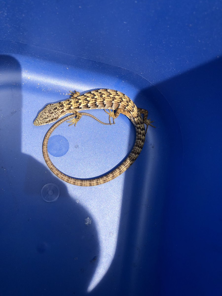 JamieHa82251845's tweet photo. @CarmelaDolphins here’s my new class pet. Lol. He was in my classroom yesterday afternoon. I captured and released him. https://t.co/u0TTNygzeN