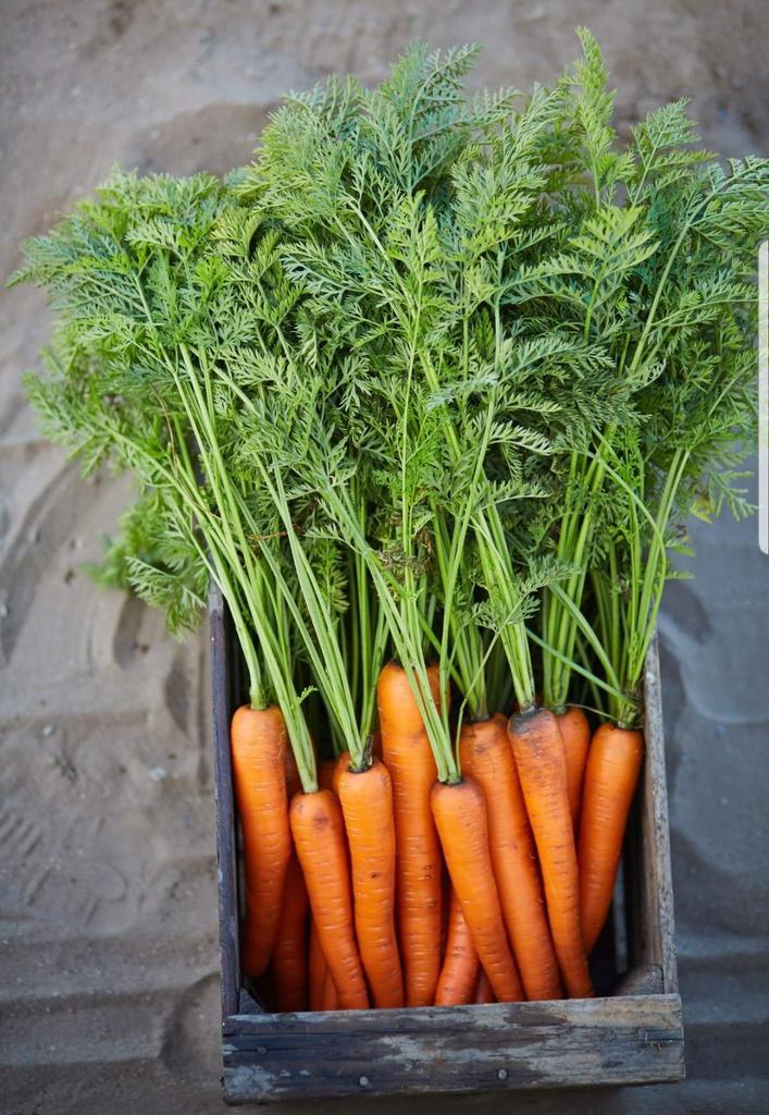 Today we celebrate World Carrot Day. Laastedrif Boerdery harvests 1 million carrots per day (80 tons), supplying all major #retailers in South Africa.

🥕FUN FARM FACT🥕
Carrot seeds are so small, about 2000 can fit in a teaspoon

#laastedrif #worldcarrotday #carrot