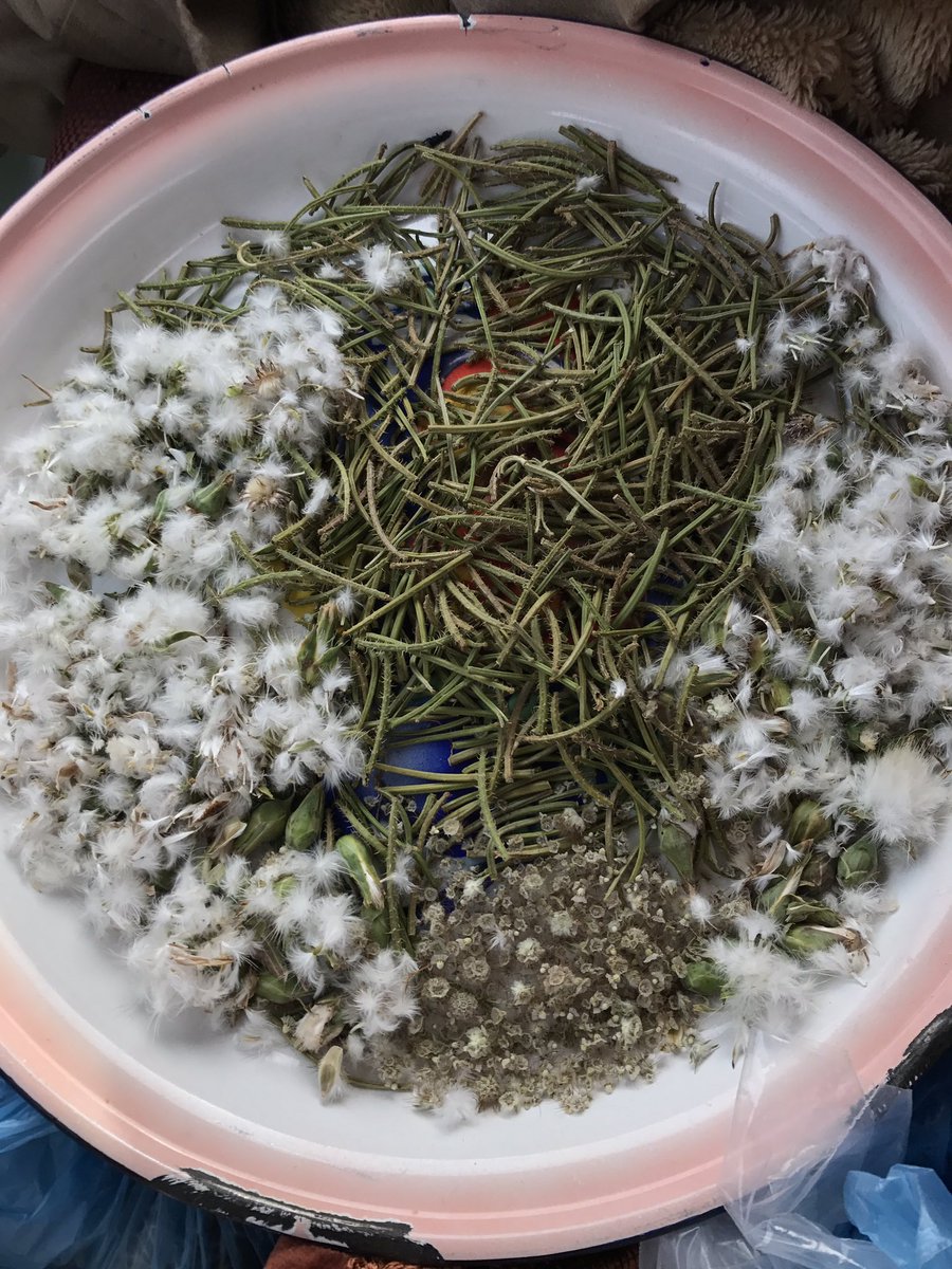 استغلو هذا الموسم بجمع بذور النوادر اللتي كثرت هذا العام بشكل غير مسبوق ، هنا بالصحن ثلاث انواع من البذور وهي من اجمل نباتات الوسم