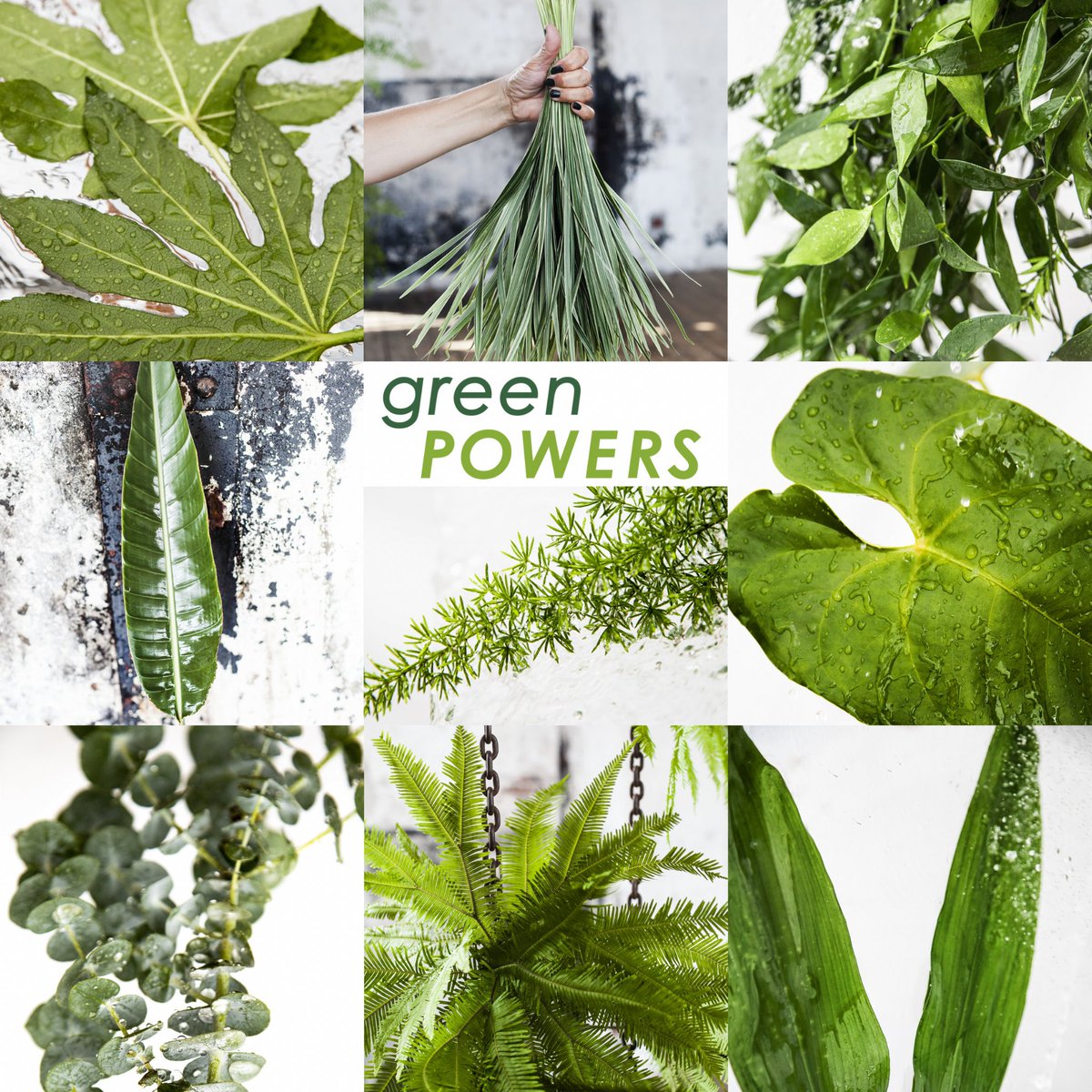 Adomex's tweet photo. Bij de 2020 trend Inner Retreat ziet bladgroen er zacht en bijna transparant uit, zegt @aafjenijman in haar inspirerende trendlezing gisteren. Welk groen past hier volgens jou bij? #trendwatch #aafjenijman #worldhorticenter #inspiratie #groen #zacht #transparant #adomex https://t.co/ZEXhYyIwIr