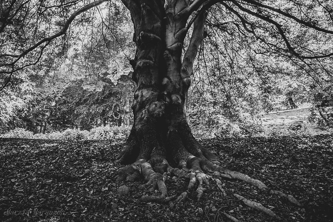 regionepiemonte's tweet photo. Lo sai che il Piemonte ha ben 220 alberi "monumentali"? 🌳
Esemplari maestosi e di particolare bellezza, considerati come bene comune da tutelare. 
Scopri su https://t.co/mChFfpypKl dove si trovano gli alberi già inseriti nell'elenco ufficiale!  🏆 https://t.co/hRll2KxQmV