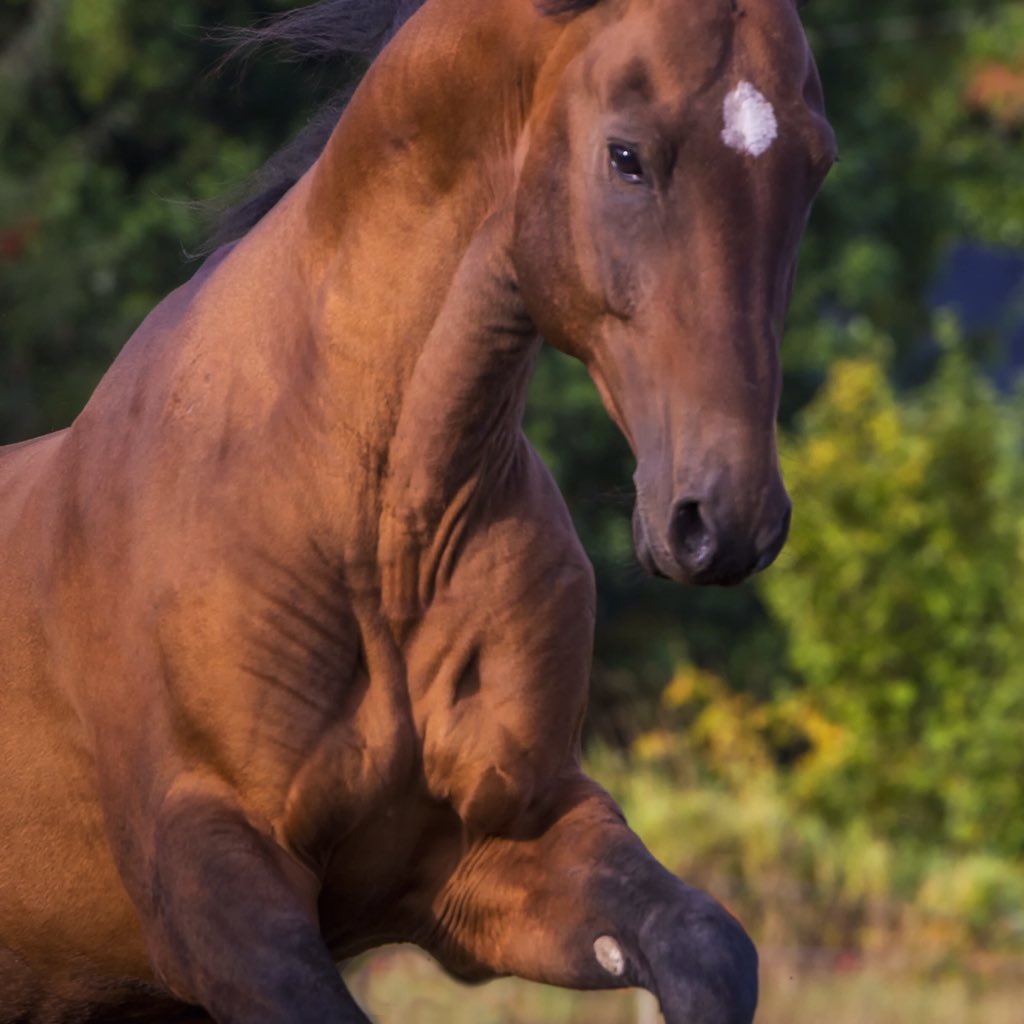 Kevin_Matthews_'s tweet photo. Akhal-Teke stallion Ehyr Atlaz. 

https://t.co/L8OhCjDNcu

#purebred #AkhalTeke #stallion #EhyrAtlaz #SwanFarmHorses #goldenhorse #atstud #bronze #metallicbay #SwanFarm #stallionatstud #16hands #oregonhorse #akhaltekehorse  #akhaltekestallion #irinakuzminaphotography #horsepower https://t.co/xfTokP1Xxi