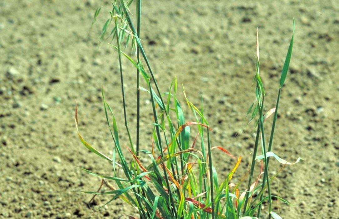 BASF_AgroES's tweet photo. 🚨 El grupo de investigación AGR124 ha realizado un estudio en el que predice el crecimiento de la #AvenaLoca en cultivos de #trigo con el objetivo de optimizar el uso de #herbicidas. Más info aquí 👉 https://t.co/CnRDPwSRRF Vía @Agroinformacio https://t.co/bhYB6jWmYt