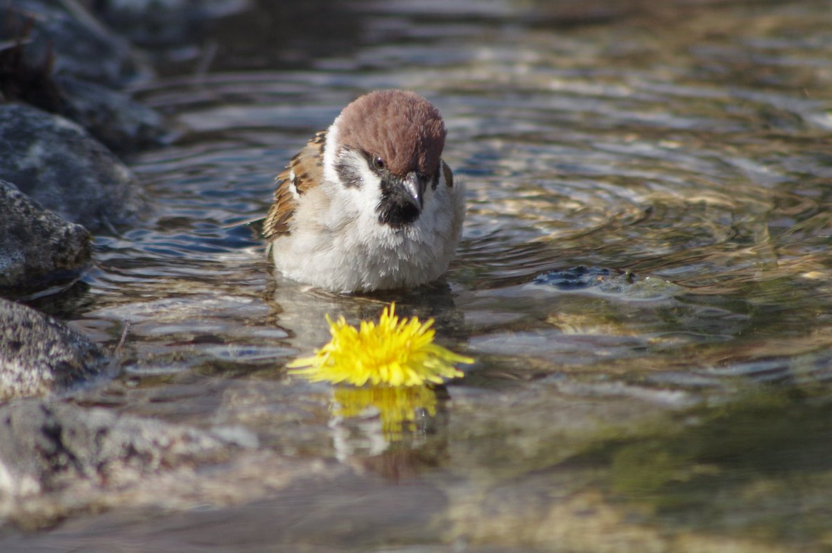 「このお花はぼくが落としたのとは違うなぁ」
#雀 #スズメ #すずめ #sparrow #鳥 #小鳥 #野鳥 #bird https://t.co/8nWvSTEeGh