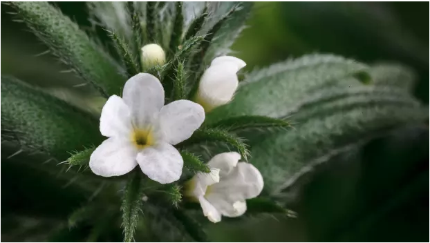 ArqNutrition's tweet photo. Spring flowers are here! Ahi Flower, a great source of omegas. #ArQDefense #plantbase #omegas369
#commandyourArQ https://t.co/kOVKbTX70o