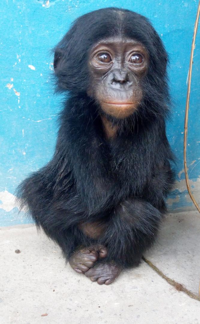 i Bonobo Rescue Update The Baby Bonobo A Girl Has Been Named Esake We Have Been Coordinating With Our Friends At Lola Ya Bonobo To Have Her Transported To The i Bonobo Rescue Update The Baby Bonobo A Girl Has Been Named Esake We Have Been Coordinating With Our Friends At Lola Ya Bonobo To Have Her Transported To The