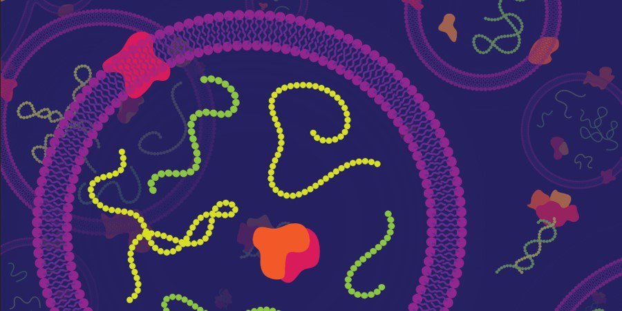 Extracellular RNA molecules associated with carriers that will transport them between cells. Luc Laurent