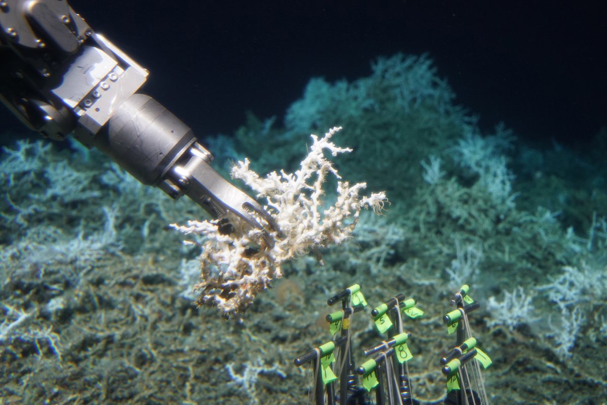 HOV Alvin collecting a sample of live Lophelia pertusa on the DEEP SEARCH 2018 mission.