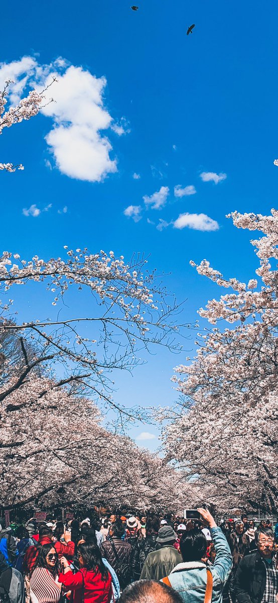 Dimitry49's tweet photo. Making some iPhone Xs wallpapers from my Japan trip 🇯🇵 #ShotoniPhoneXs https://t.co/x1qQoEu0UQ