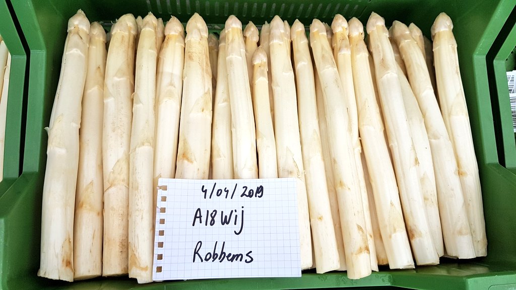 MarkvLier's tweet photo. New early white #asparagus variety #Robbems!! #Nunhems. First and second harvest year! https://t.co/CvbUzSFAul