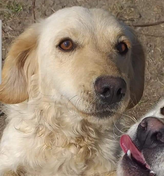 second chance goldens