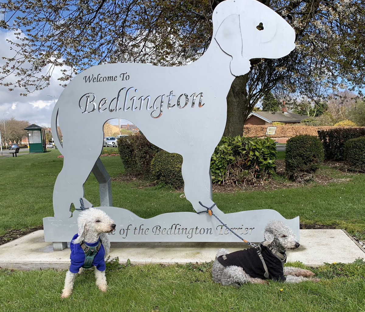 Nila_Bedlington tweet picture