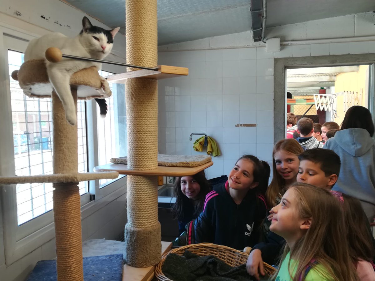 COOPPAIDOS's tweet photo. Els alumnes de 3r i 4t d'#EducacioPrimaria, van visitar la protectora de Sallent @SEPROANsallent ! Van poder ajudar als voluntaris a netejar 🧹 a passejar els gossos 🐶 i van veure com viuen els gats 🐱 #TotsSomPaidos #SortidesPaidos @montpeita @agrescatAEC @EscolesCoop @FTrams https://t.co/PTIF8gQpVO