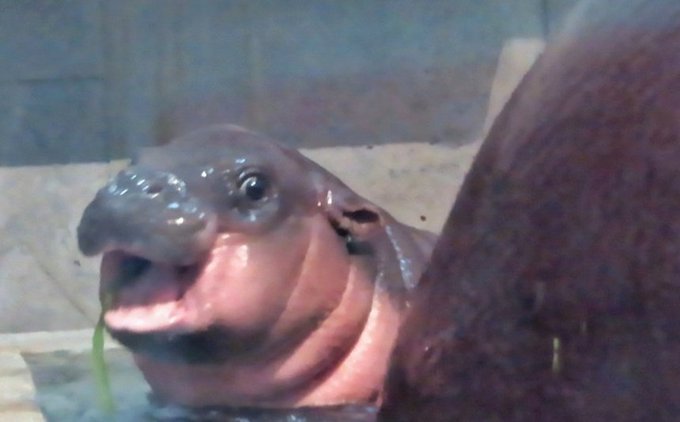 フルフルのtwitterイラスト検索結果 古い順