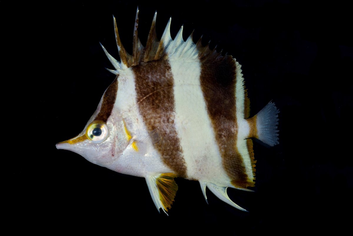 ZooKeys_Journal's tweet photo. [2/2] The #NewSpecies [left] &amp; its closest relative [right, see: https://t.co/gPun22uVGU] may look incredibly alike, but remain very different genetically. 

🐟 Study: https://t.co/4pPAp0uapJ #Ichthyology #Biodiversity #Taxonomy #MarineSpecies #MarineScience #Zoology #Fishes https://t.co/R9NHKFEU8m