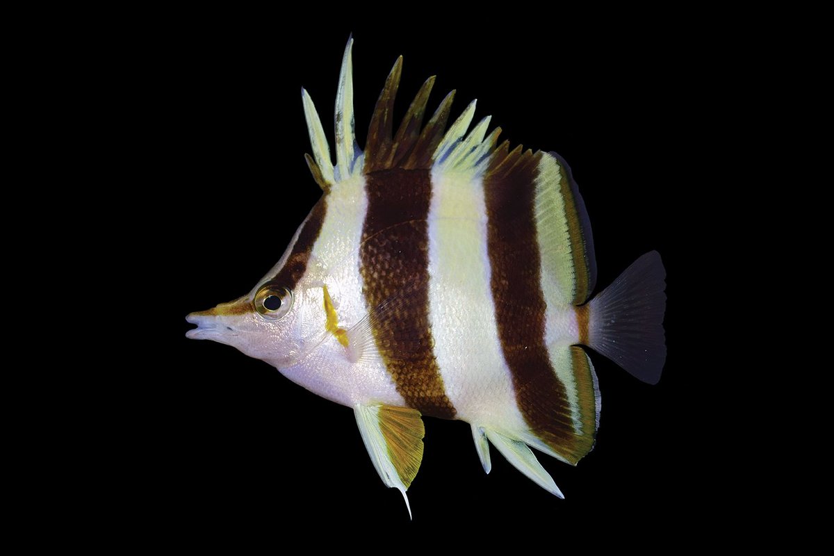ZooKeys_Journal's tweet photo. [2/2] The #NewSpecies [left] &amp; its closest relative [right, see: https://t.co/gPun22uVGU] may look incredibly alike, but remain very different genetically. 

🐟 Study: https://t.co/4pPAp0uapJ #Ichthyology #Biodiversity #Taxonomy #MarineSpecies #MarineScience #Zoology #Fishes https://t.co/R9NHKFEU8m