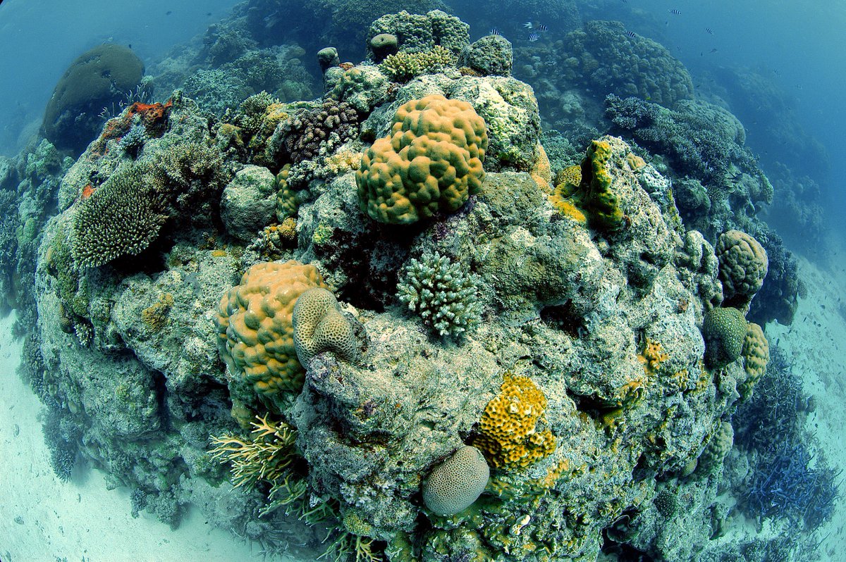 Barrier Reef New Growth On Australia s Great Barrier Reef Dropped By barrier-reef-new-growth-on-australia-s-great-barrier-reef-dropped-by