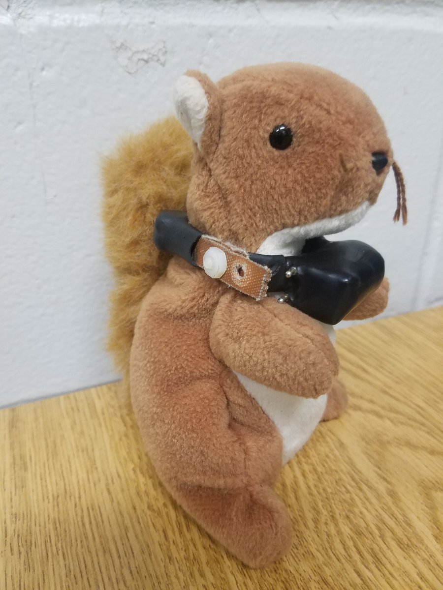 CatherineFrock's tweet photo. At #SudsAndScience, we also had animal tracking equipment to demo, some nuts in the shell to explain how strong a squirrel's jaws are, and #squirrel coloring sheets! Also special thanks to Nuts the squirrel for helping us teach how to put on #GPS collars =D #UFSquirrelStalker https://t.co/NRgczQQtqW