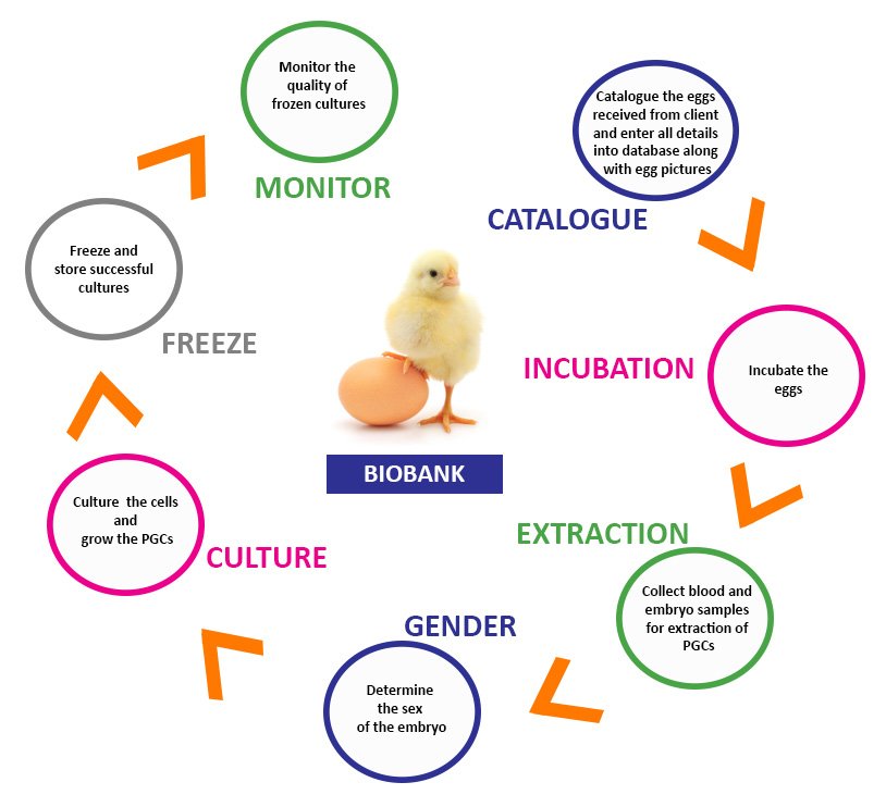 RoslinTech's tweet photo. Frozen aviary is an innovative and pioneering project. The extraction and long-term biobanking of PGCs is a successful method of cryopreservation that benefits the poultry breeding industry. #RoslinTech #FrozenAviary #Poultry #BreedingIndustry #Chickens #Ducks https://t.co/cLCIANzsOy