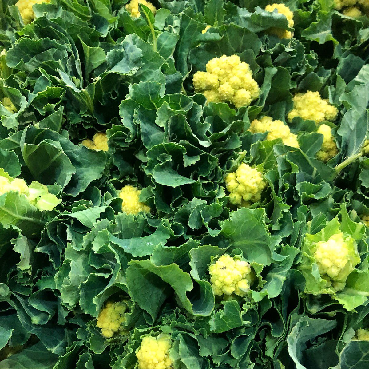 alexanderimmack's tweet photo. Decent white sprouting broc @PrimeurCo https://t.co/lJ3ynYUjf6