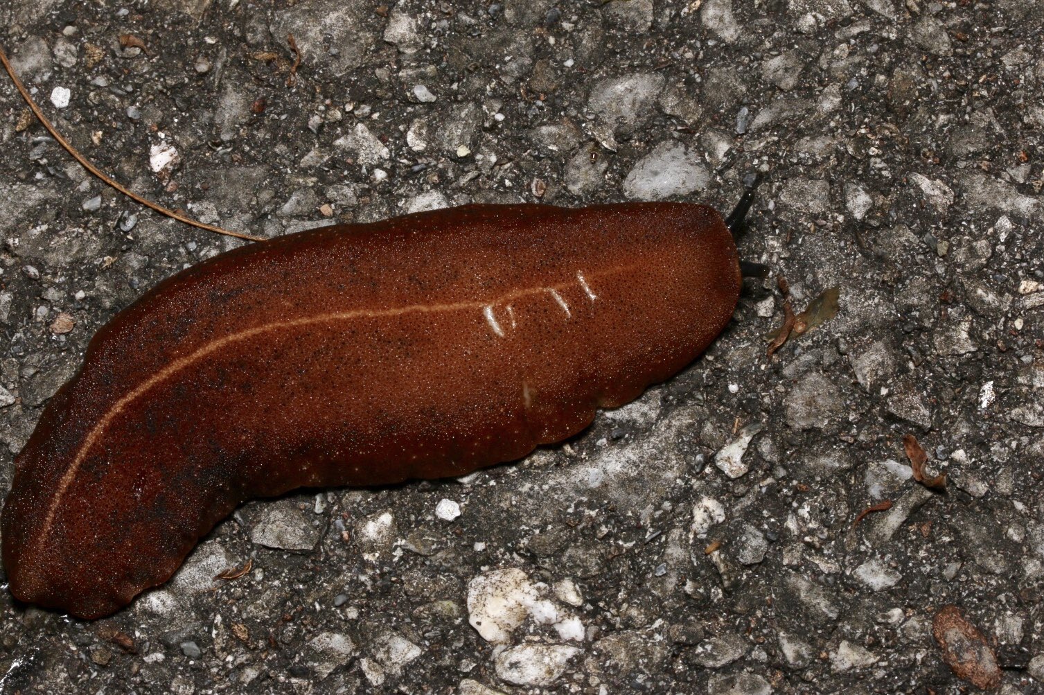 さうす 45 アシヒダナメクジ ナメクジらしくない質感 調べたらナメクジとは別の系統に属しているらしい 触ってもヌメヌメせず 普通にぷにっとしていた T Co Asfatr0oon Twitter さうす 45 アシヒダナメクジ ナメクジらしくない質感 調べたらナメクジとは別の系統に属しているらしい 触ってもヌメヌメせず 普通にぷにっとしていた T Co Asfatr0oon Twitter