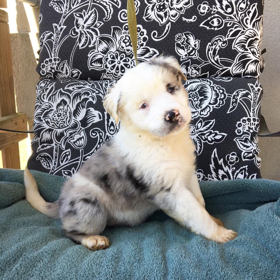 GotchaRescue's tweet image. Mira is at Acadiana Animal Aid in Lafayette, LA available for adoption. 8 wk old. Born deaf and blind but is an absolute sweetheart! DIFFERENT IS NOT DISPOSABLE!!
@deafdogsrock 
@SaveDeafDogs 
#AdoptDontShop
