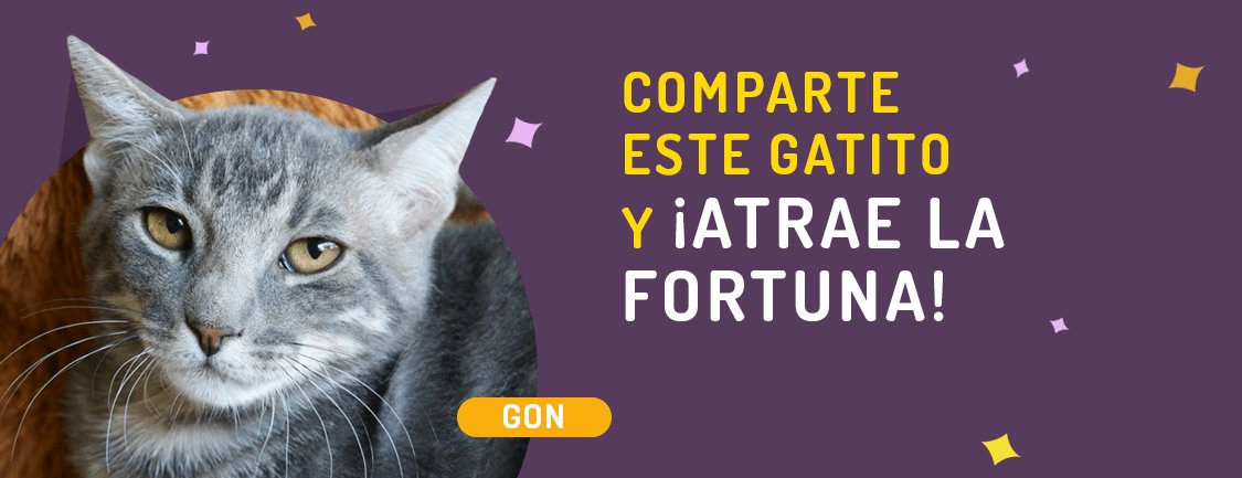 En Maneki amamos a los gatos, por eso promovemos la adopción responsable. Comparte este gatito de la fortuna, ayúdalo a encontrar un hogar y gana boletos para los sorteos. Este gatito pertenece a Club Gatero clubgatero.cl/gatitos-en-ado… compartemaneki.com/?adopta