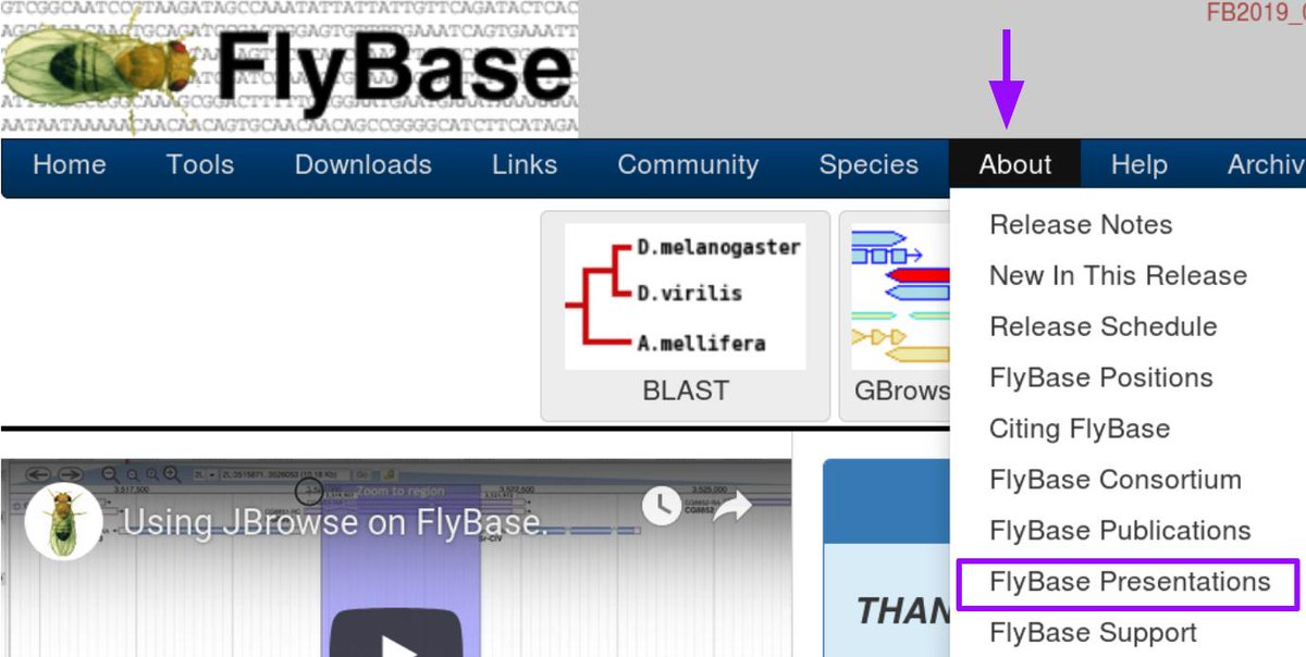 FlyBaseDotOrg's tweet photo. If you missed #Dros19, or want to review the FlyBase presentation or posters, or need a copy of our pamphlet, you can download all of those from us. Start at 'About' in the blue top toolbar on any FlyBase page, choose 'FlyBase Presentations' to find this year's (& back to 2009)'. https://t.co/VWJcg3nppD
