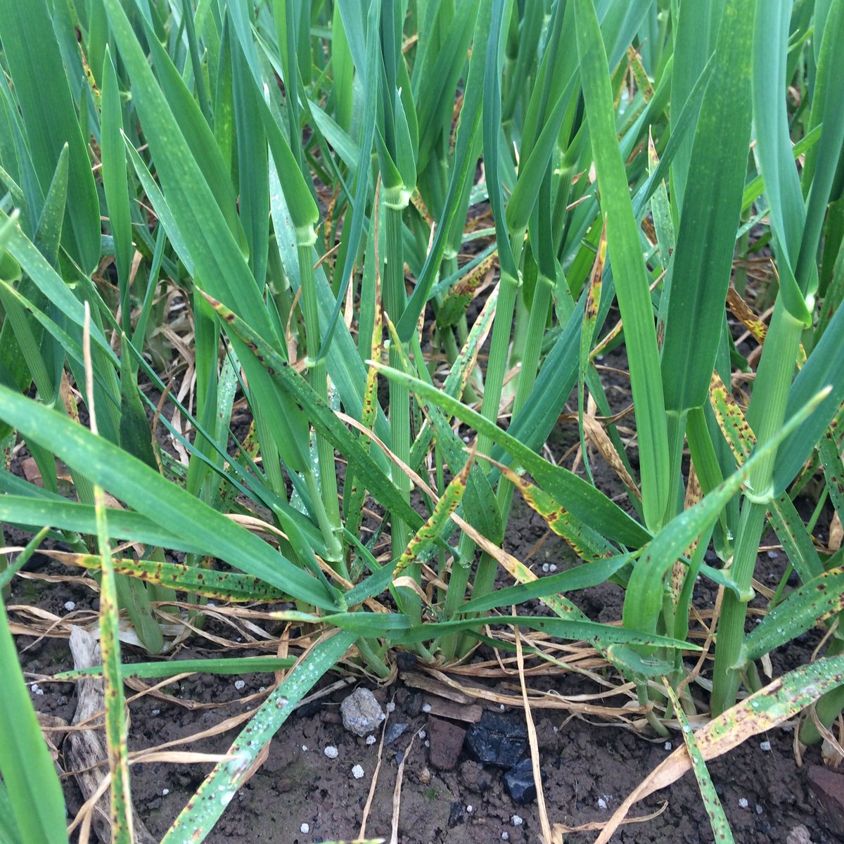kildea1's tweet photo. Wondering if we should start to worry.....really does anyone know, should we be worrying??Ramularia happy out in almost all the winter barley varieties we have in sown here. https://t.co/n67pZATTy3