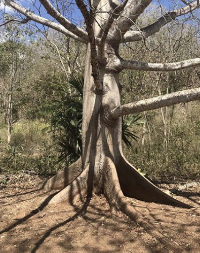 UrnaBios's tweet photo. "I'm like a tree. My leaves might change color, but my roots are the same." Rose Namajunas

#quoteoftheday #backtonature #nature #tree #backtonature #biosurn #urnebios #urnabios #BeATree #naturalburial #biodegradableurn #urnebiodegradable #urnabiodegradable #afterlife https://t.co/aCs1glCG7a
