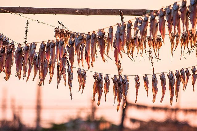 tombourdon's tweet photo. #ThrowbackThursday from 2006

Fish drying in the morning sun un Diu, India.2006 seems a lifetime ago, this was my second trip to India and one which cemented my love for the country. Scenes like this are just something you don't find in many places in th… https://t.co/NiqecRhdwX https://t.co/4YCbkWfMKt