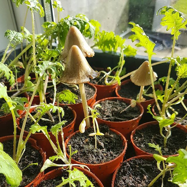 itsorlafitz's tweet photo. We have interlopers amongst the Kale seedlings - anyone know what type of #mushrooms these are? #mushroomid #plantid https://t.co/3NOozAtUQ7 https://t.co/IMb5CDVXUG