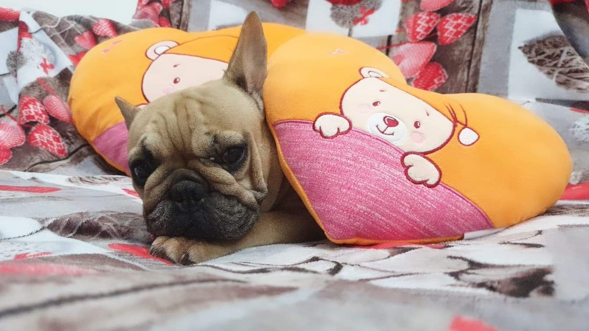 Anamanda15's tweet photo. ❤Ogni uno ha il suo cuscino, ma questo e il suo, perché odora ancora dei suoi piccoli❤cuccioli❤ #cherry #pesca #rio #kiwi #pongo❤ #tuttointornoavoi🥰
#mypillow
#sharewhatyoulove 
Lovby https://t.co/4aFBSJmftq
